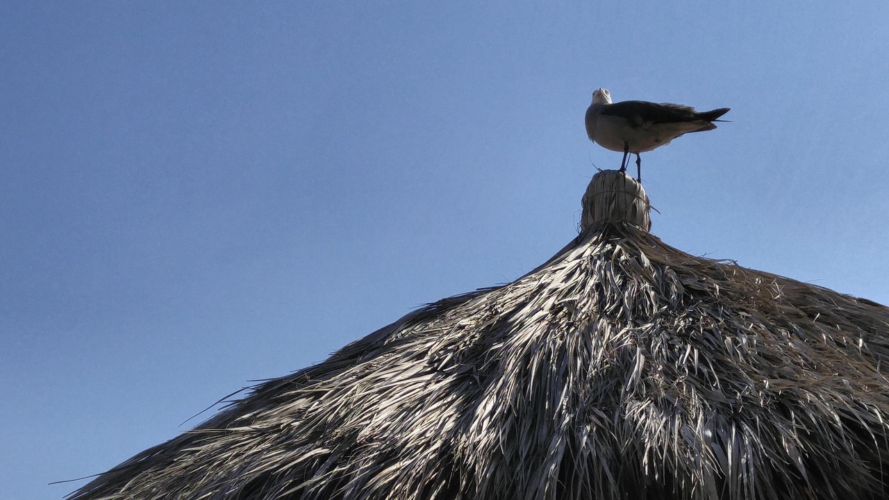 Photo of Others in Nuevo Vallarta