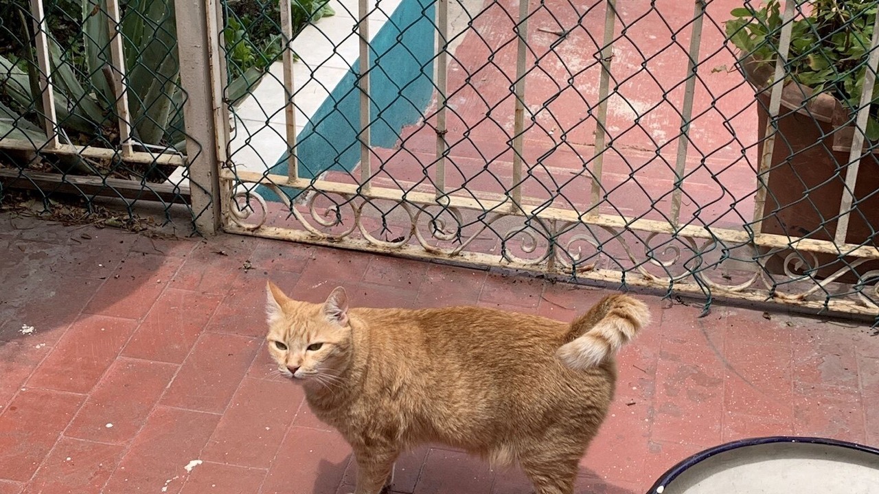 Photo of Others in Las Gaviotas
