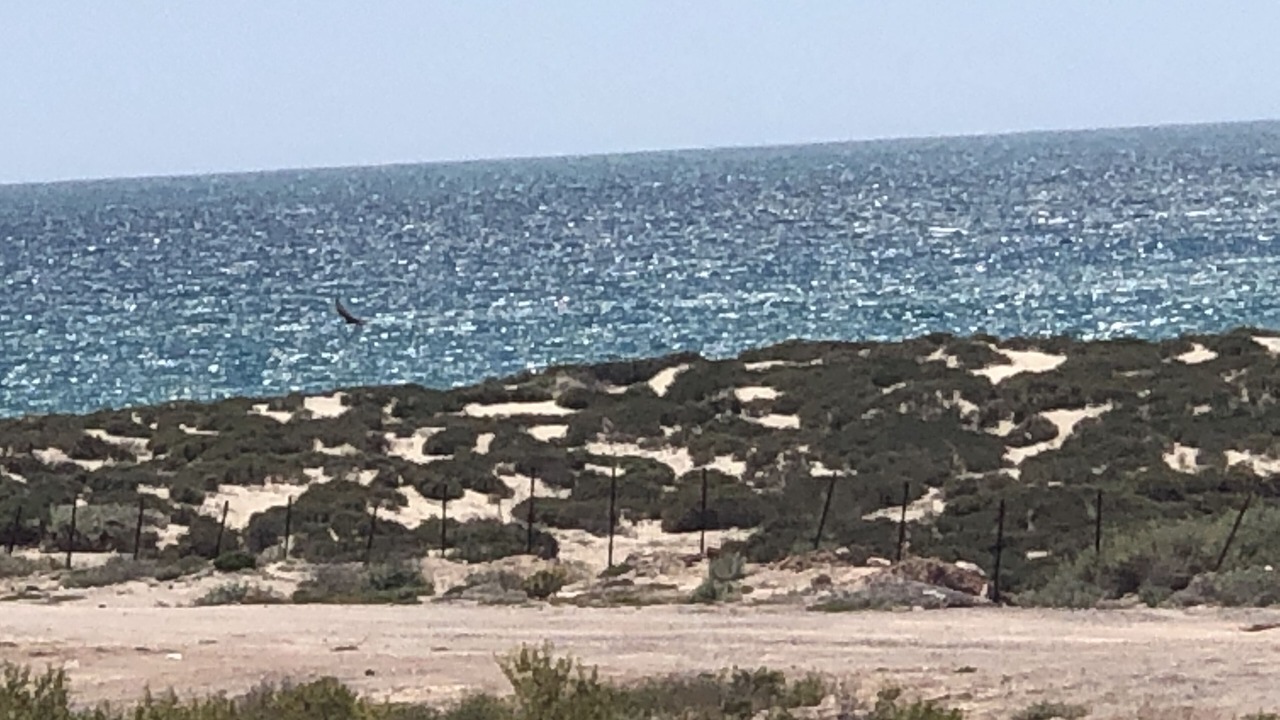 Photo of Others in Puerto Penasco