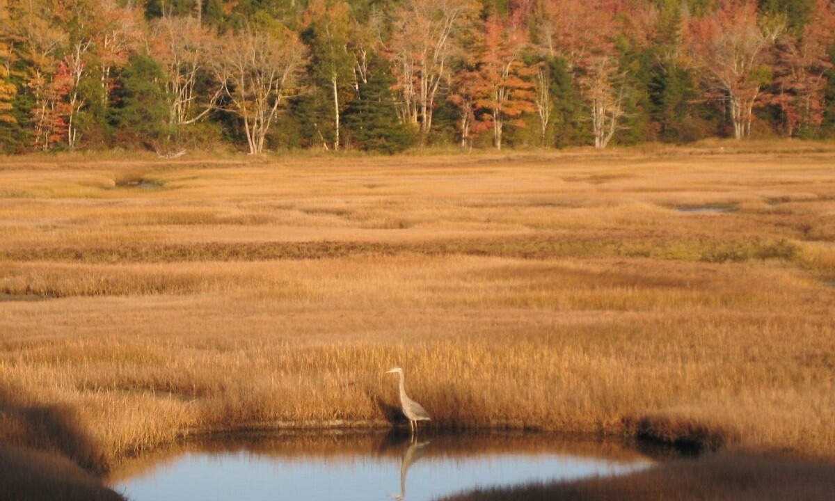 Photo of Others in Jonesport