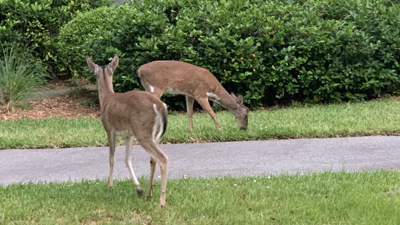 Photo of Outdoor in Kiawah Island