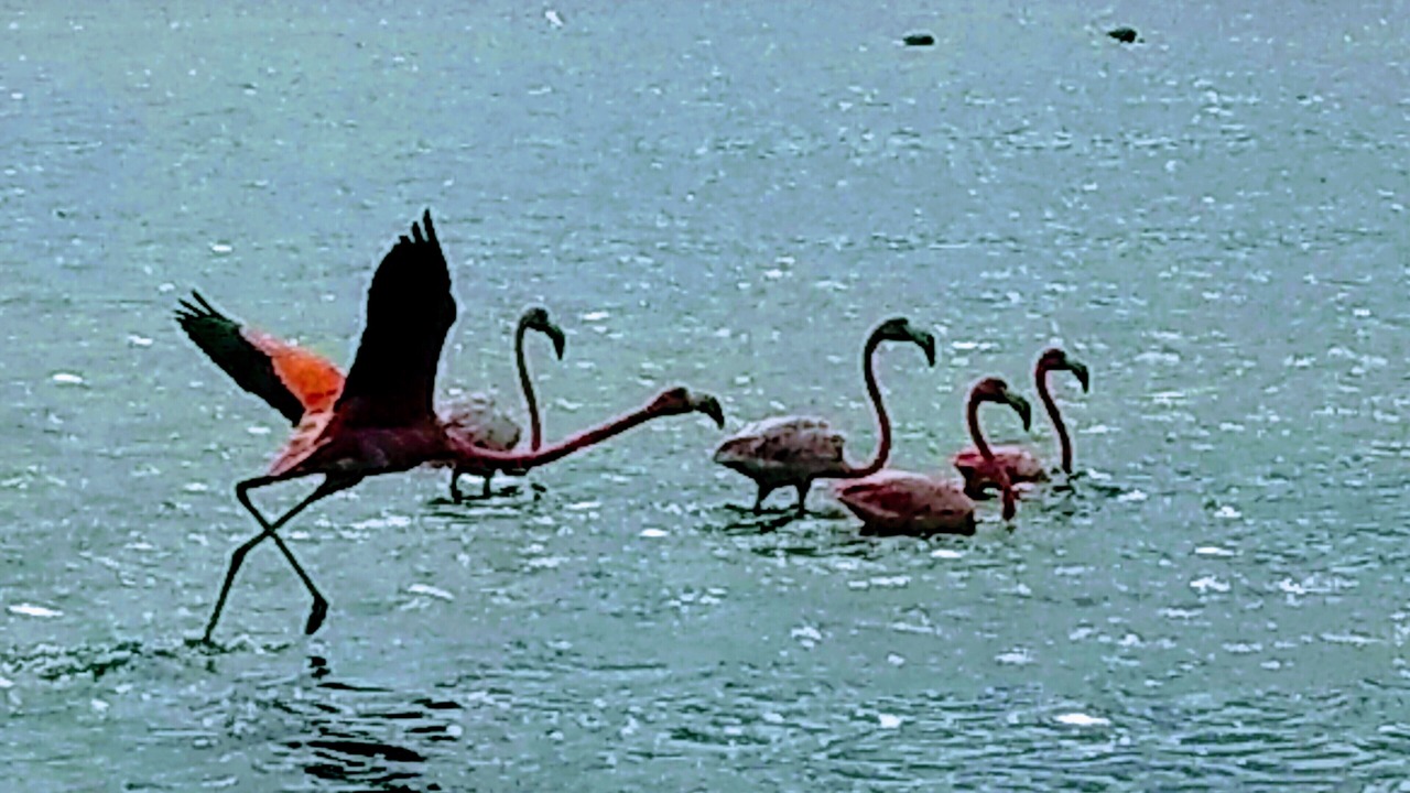 Photo of Others in Chuburna Puerto