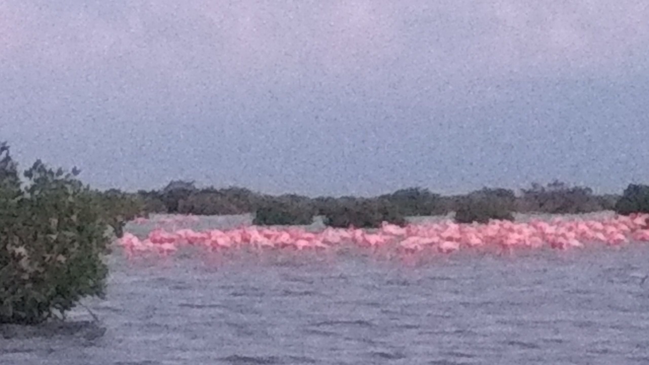 Photo of Others in Chuburna Puerto