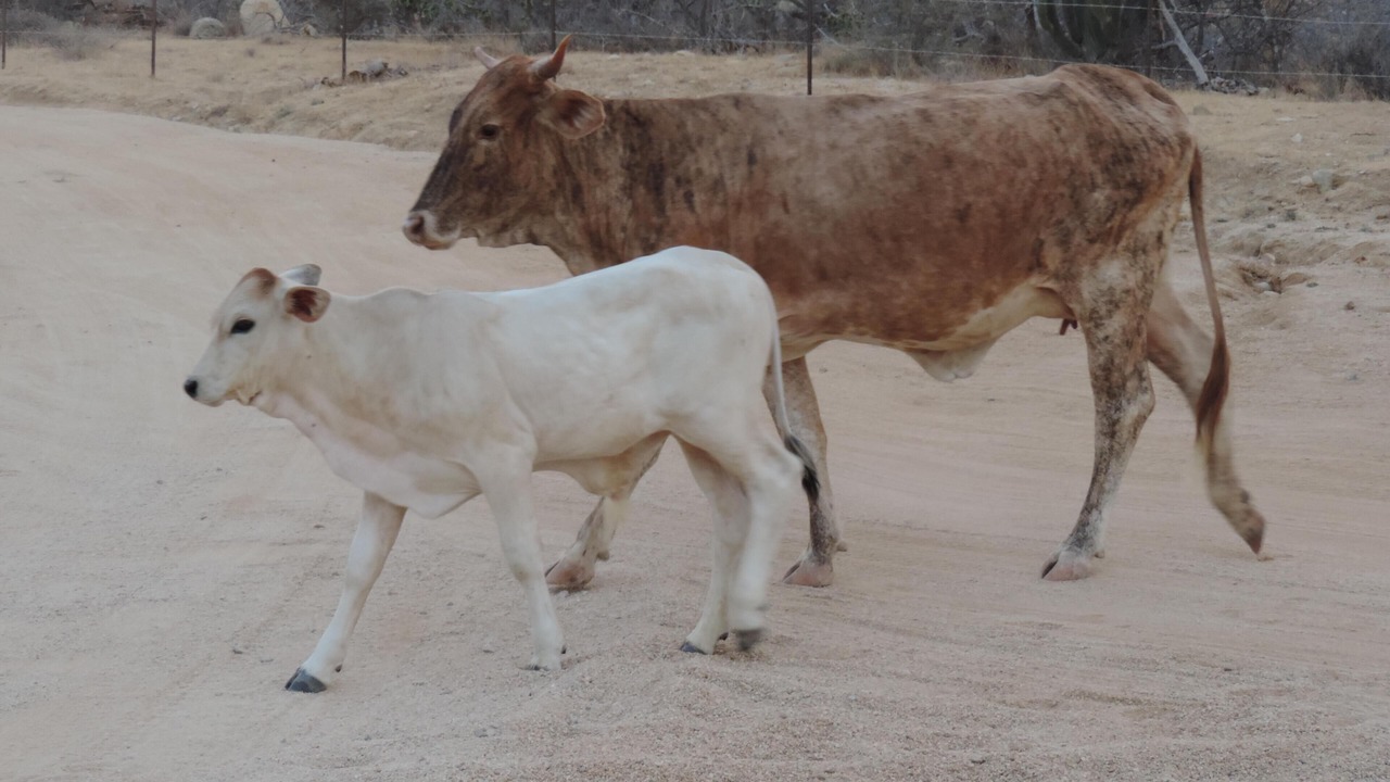 Photo of Others in Los Barriles