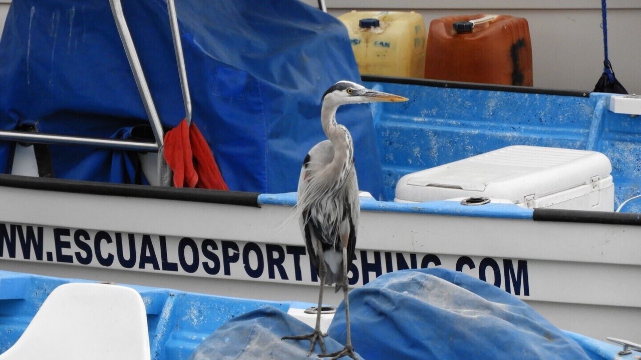 Photo of Others in Marina Mazatlan