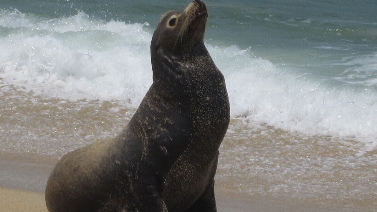 Photo of Others in Los Cabos