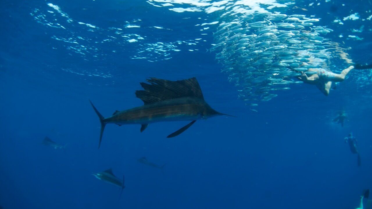 Photo of Others in Ixtapa - Zihuatanejo