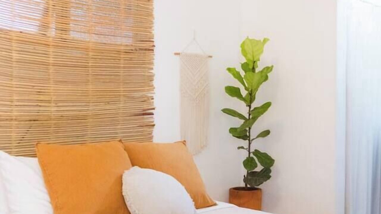 Photo of Others in Sayulita