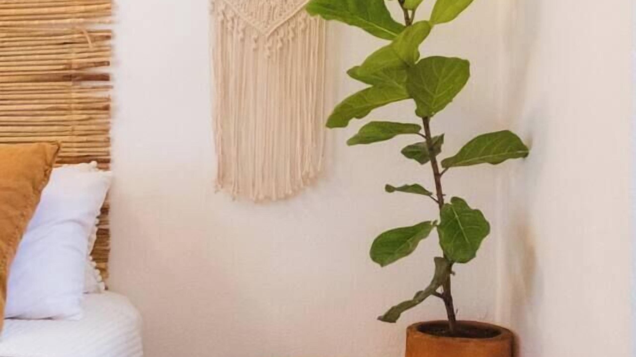Photo of Others in Sayulita
