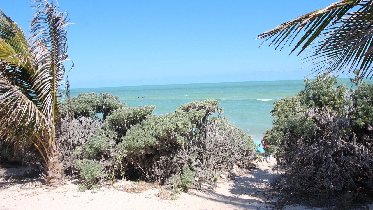 Photo of Others in Chicxulub Puerto