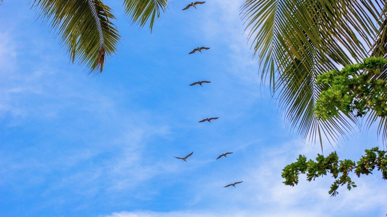 Photo of Others in Fluvial Vallarta
