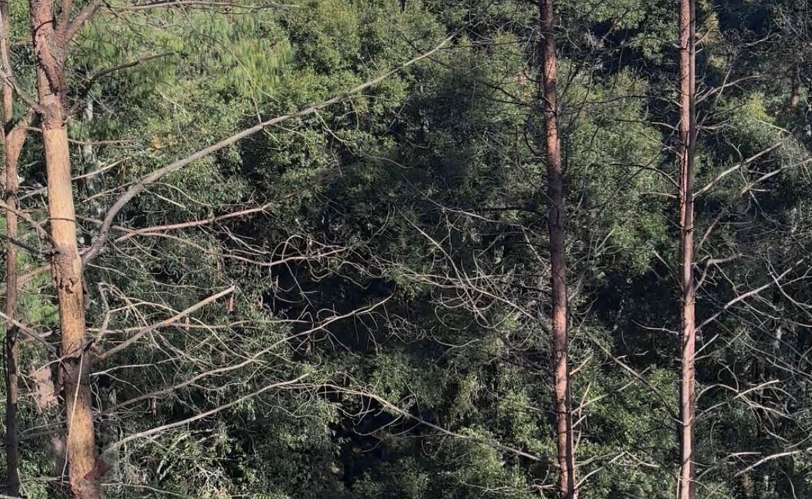 Photo of Others in Huasca De Ocampo