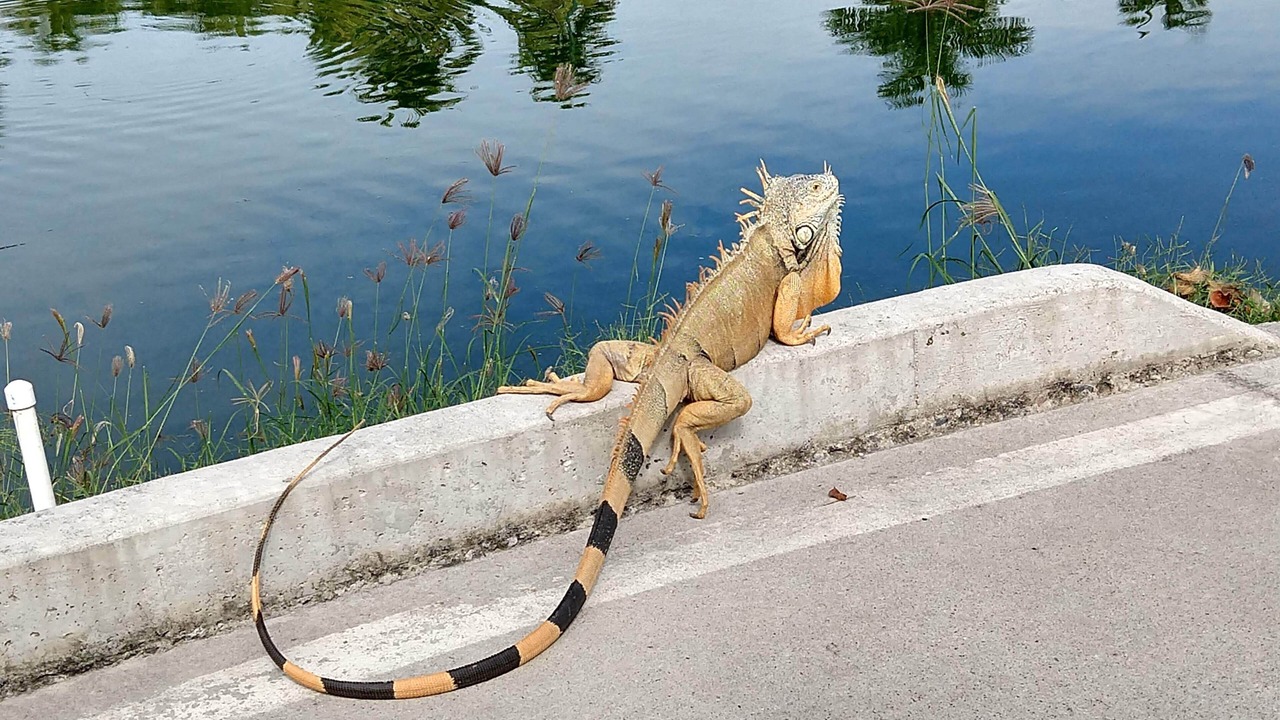 Photo of Others in Valle Dorado