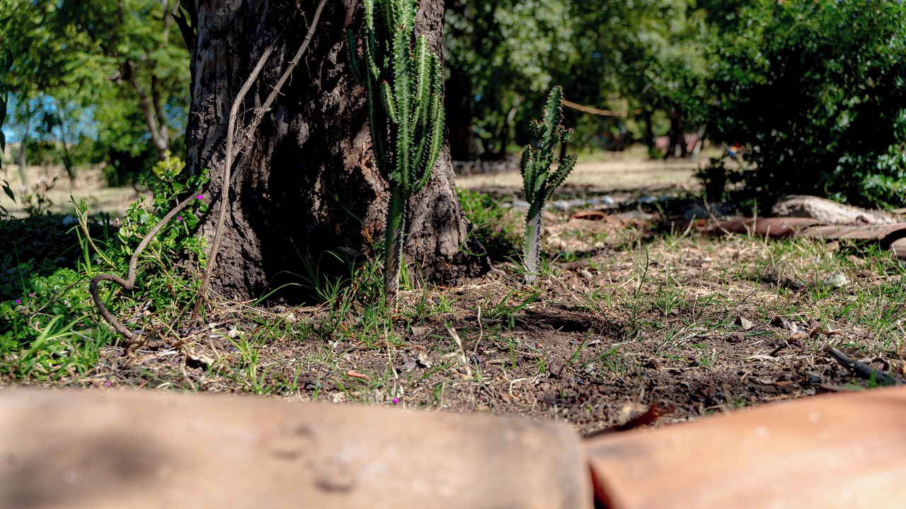 Photo of Outdoor in Jesus Maria