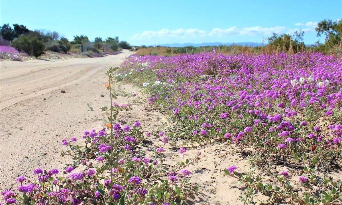 Photo of Outdoor in San Felipe