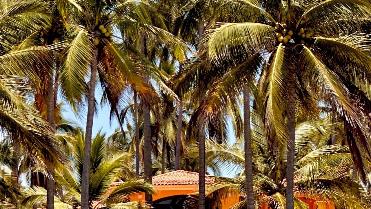 Photo of Outdoor in Zacualpan