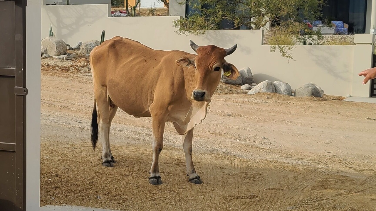 Photo of Others in Los Barriles