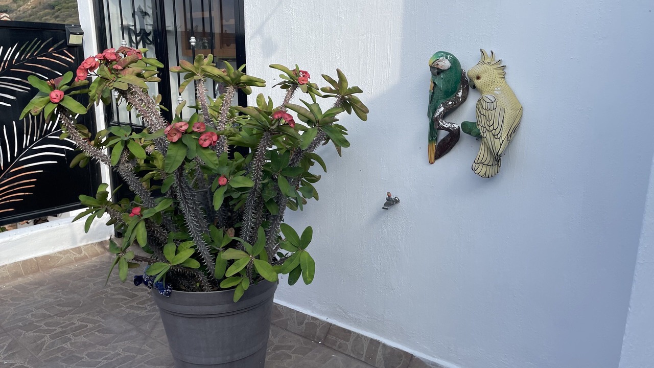 Photo of Outdoor in Ajijic