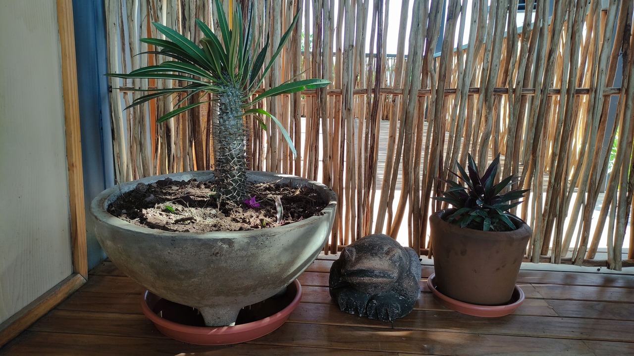 Photo of Outdoor in Saladita