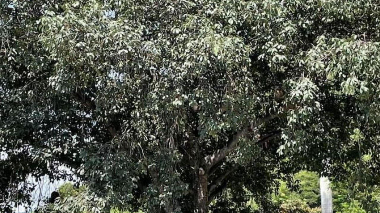 Photo of Outdoor in San Juan Cosala