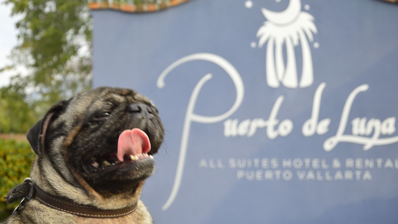 Photo of Others in Fluvial Vallarta