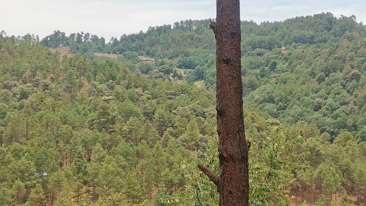Photo of Others in San Sebastian Rio Hondo