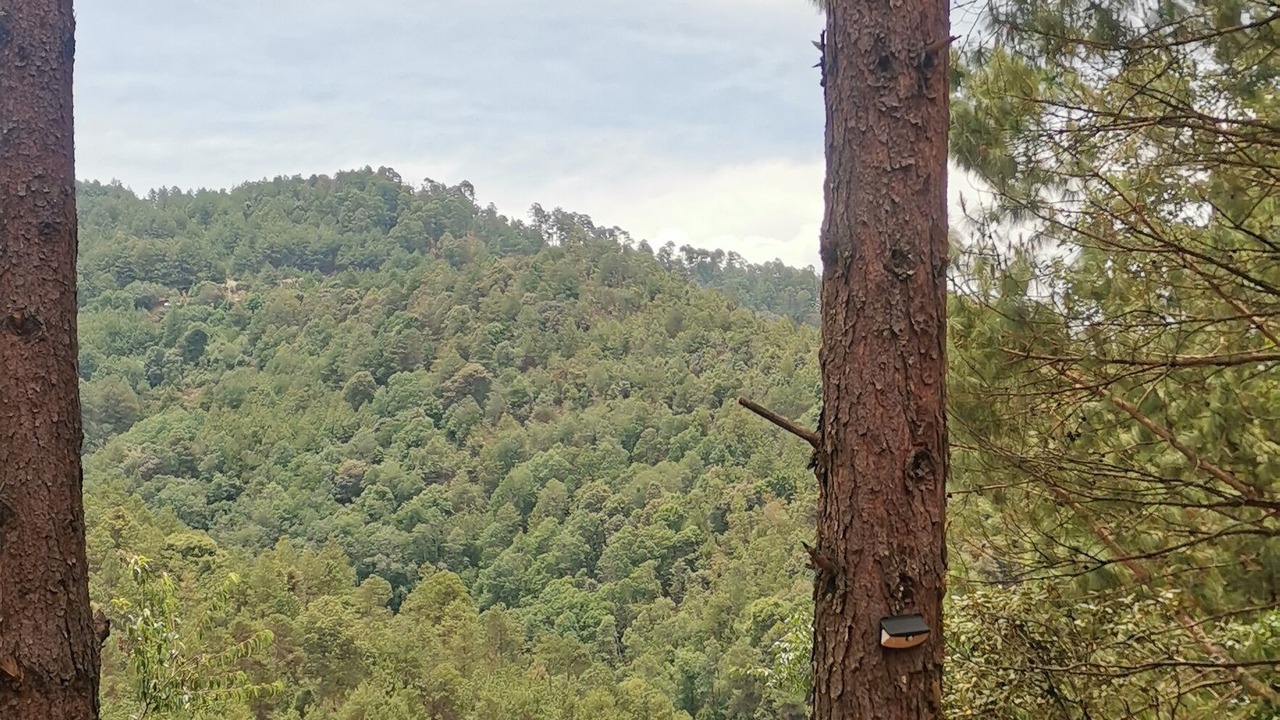Photo of Others in San Sebastian Rio Hondo