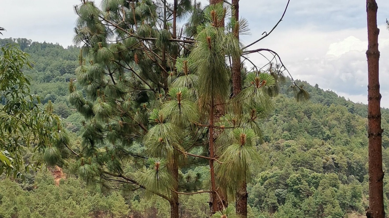 Photo of Others in San Sebastian Rio Hondo
