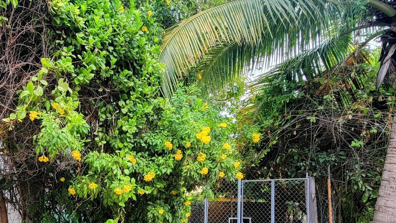 Photo of Outdoor in San Patricio Melaque