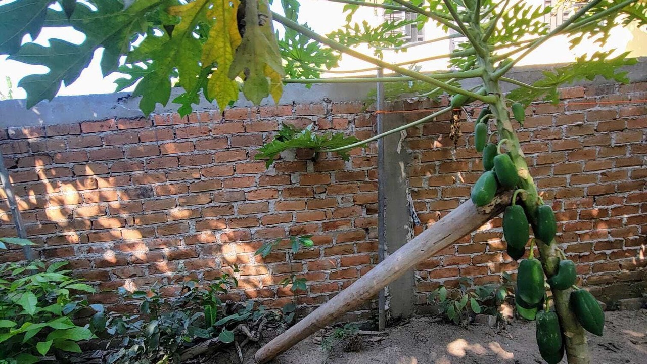 Photo of Outdoor in San Patricio Melaque
