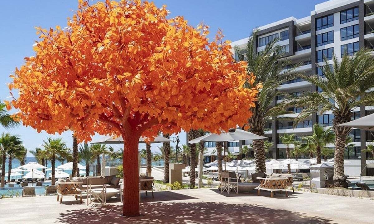 Photo of Others in Cabo San Lucas
