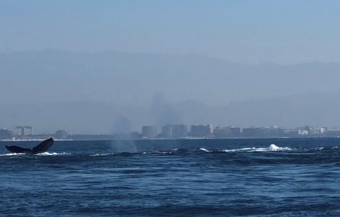 Photo of Others in Palmar de Aramara
