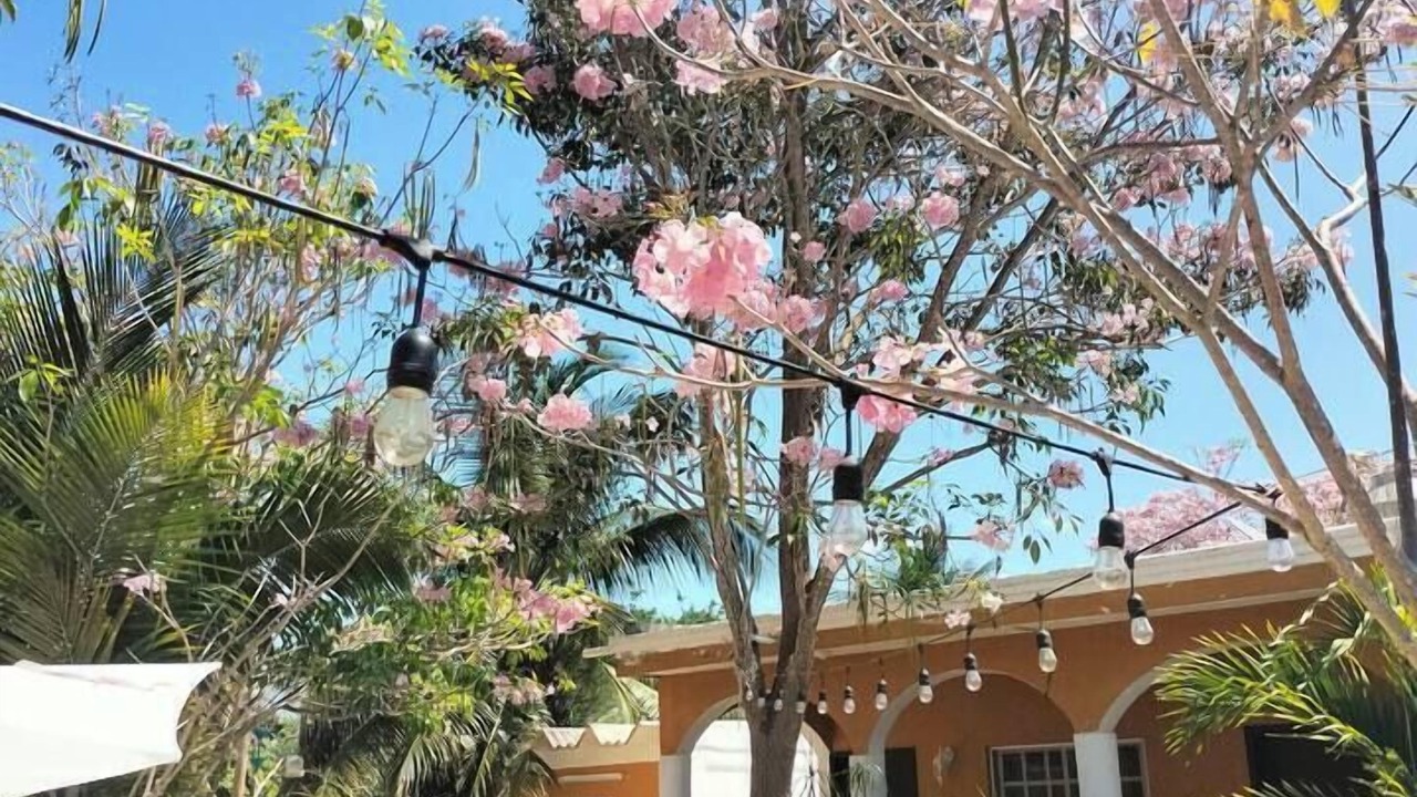 Photo of Outdoor in Celestun