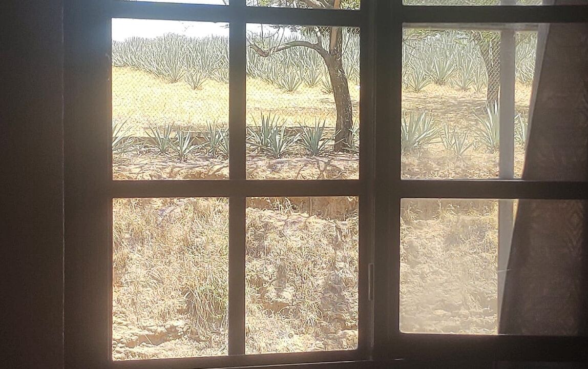 Photo of Others in Tequila