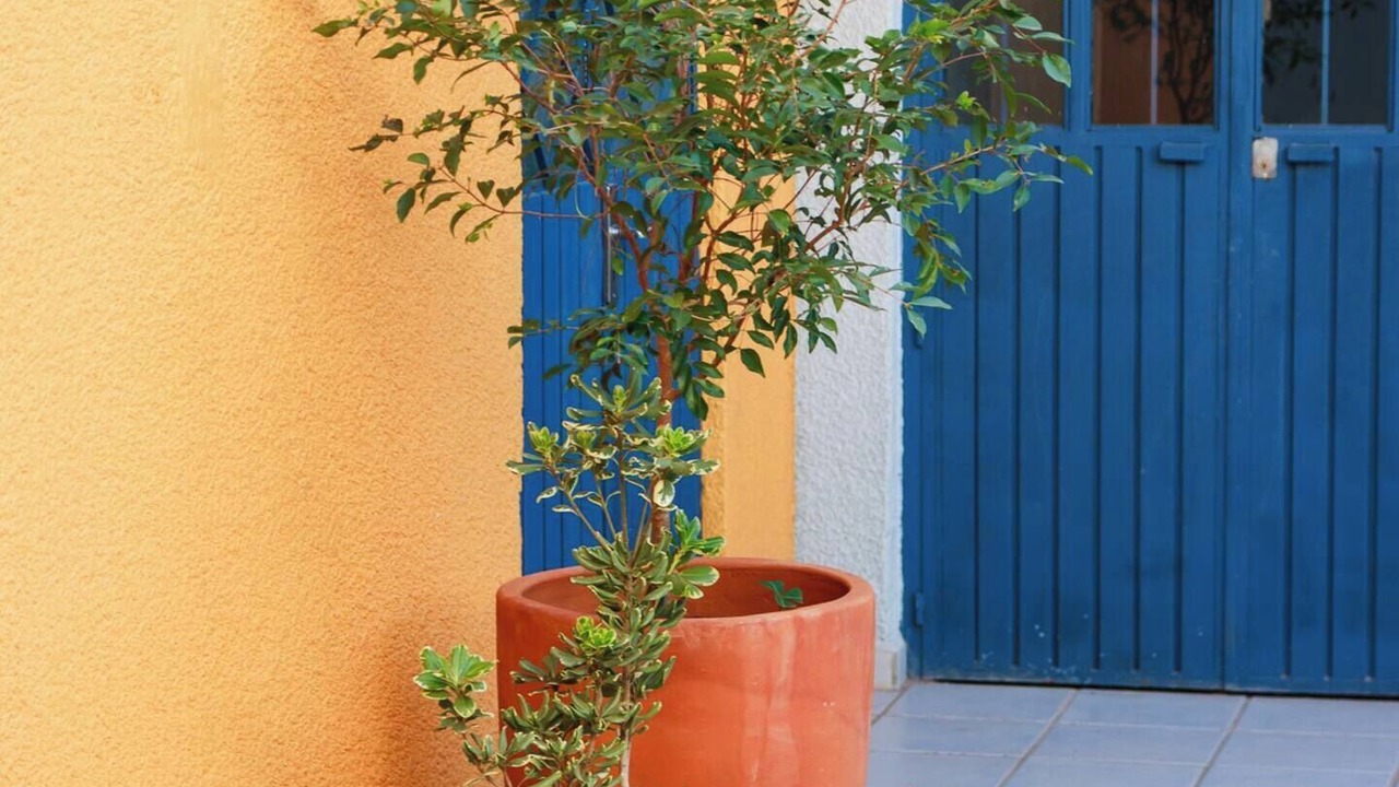 Photo of Outdoor in Americana