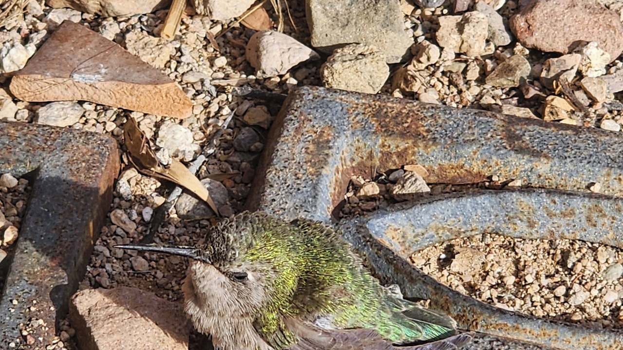 Photo of Others in Tucson