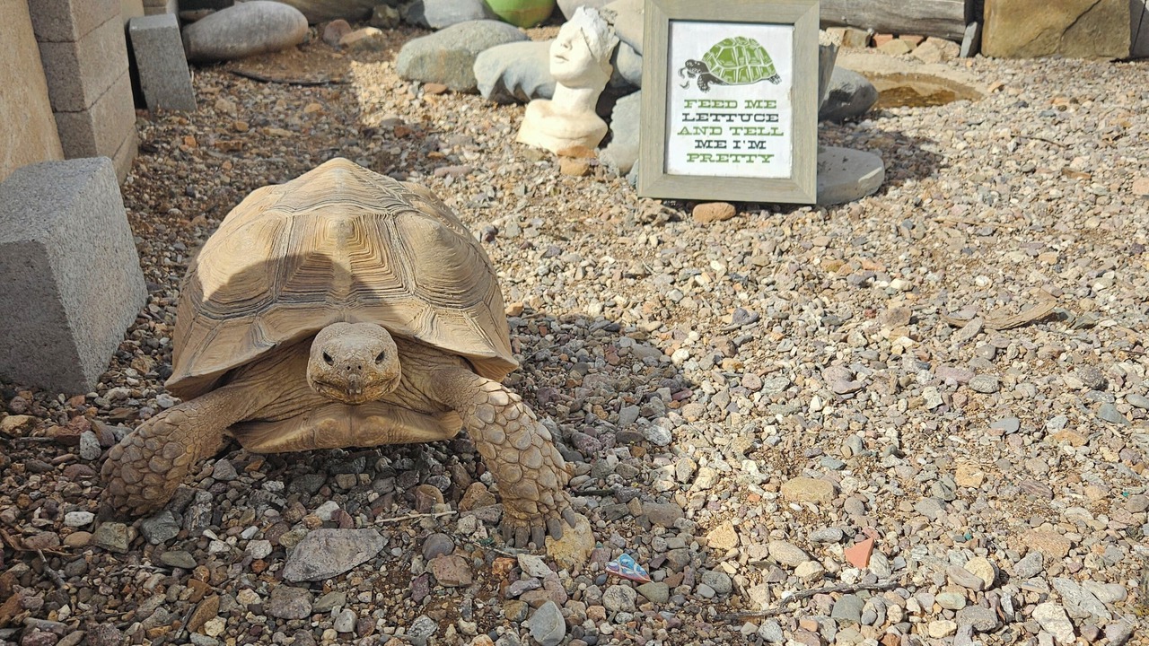Photo of Others in Tucson