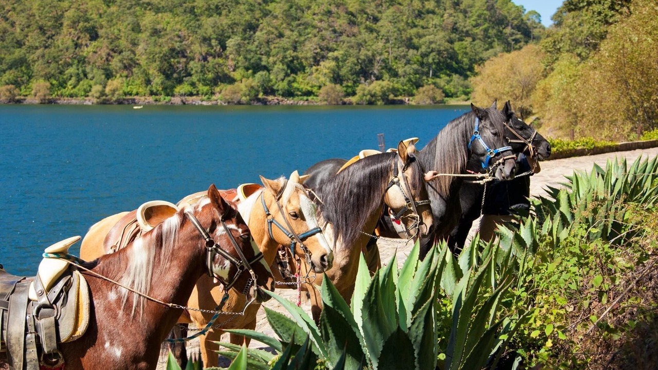 Photo of Others in Mascota