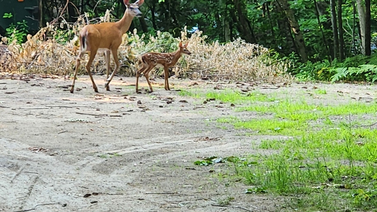 Photo of Others in Wolfeboro