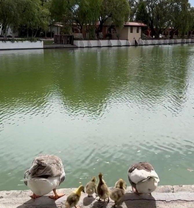 Photo of Others in San Martin de las Piramides
