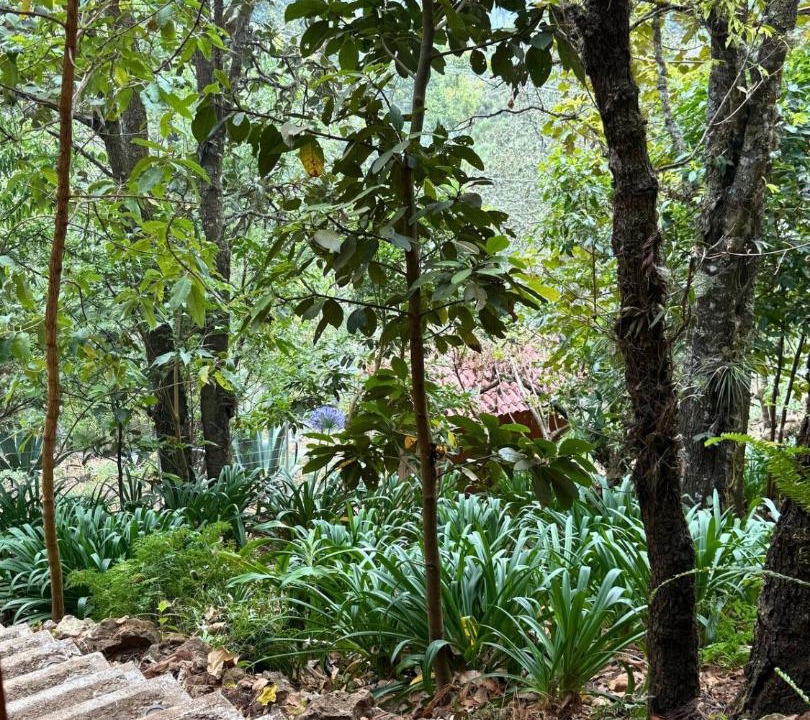 Photo of Others in San Jose del Pacifico