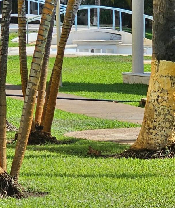 Photo of Others in Playa Diamante