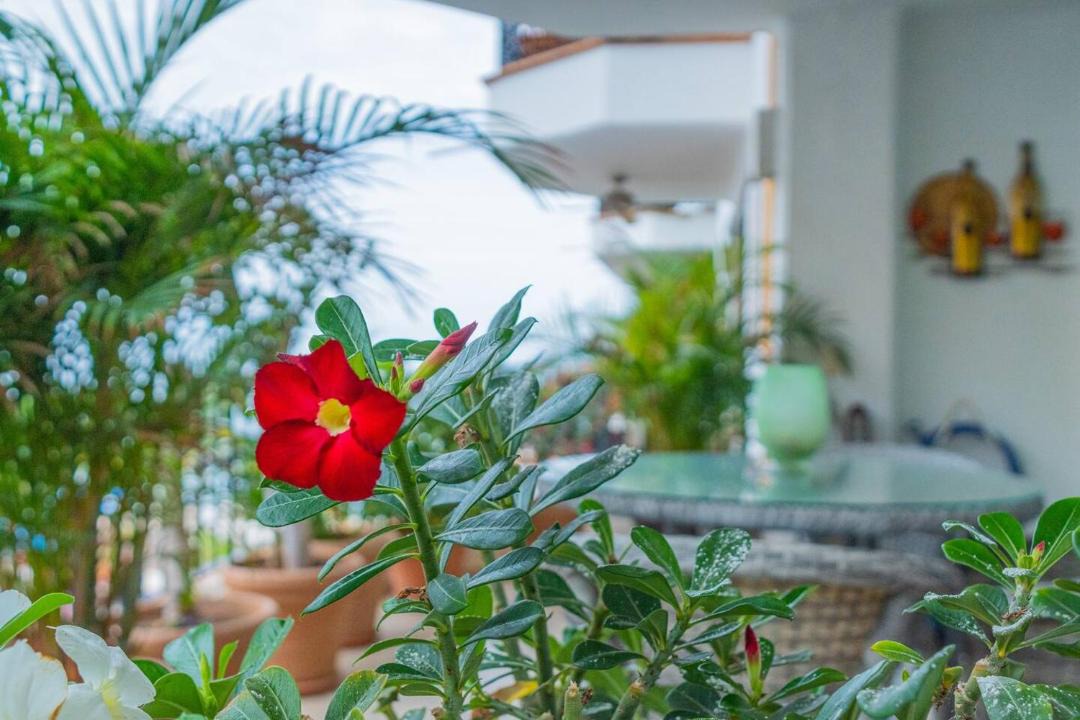 Photo of Patio Balcony in Amapas