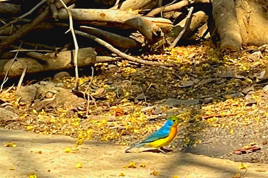 Photo of Others in Troncones