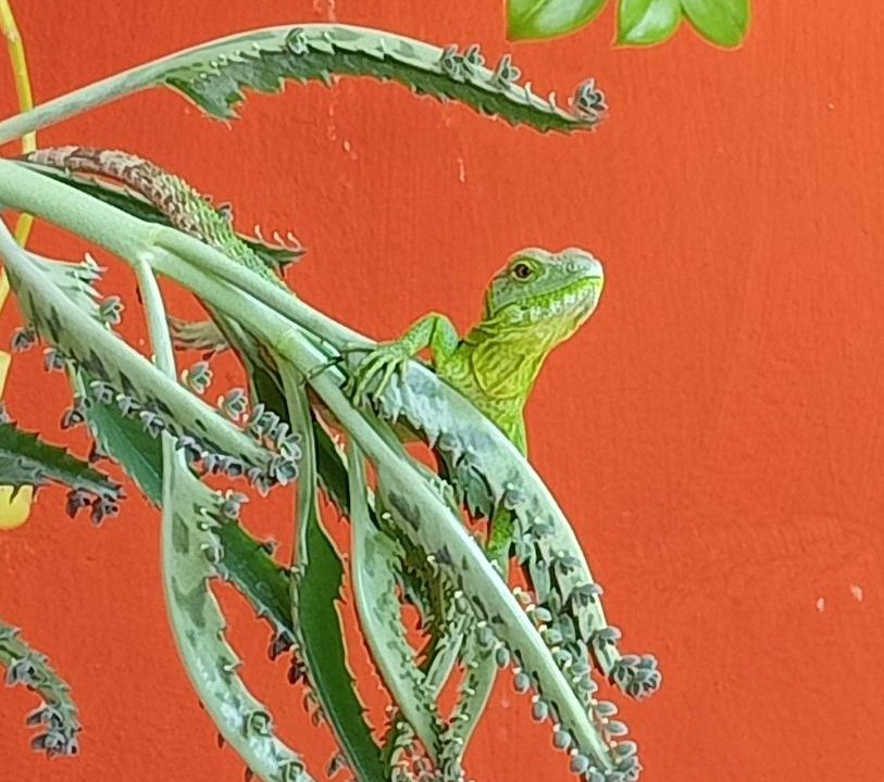 Photo of Others in Catemaco