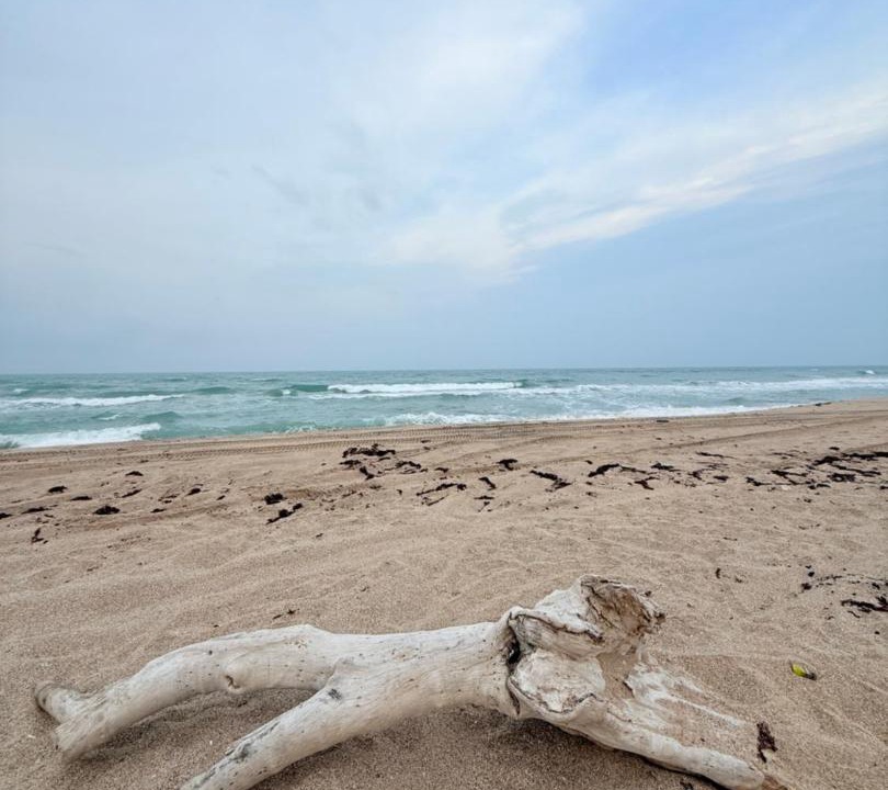 Photo of Others in Tampico