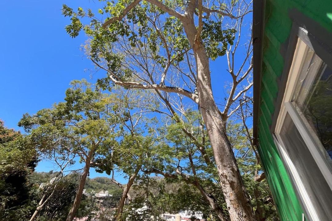 Photo of Others in Sayulita