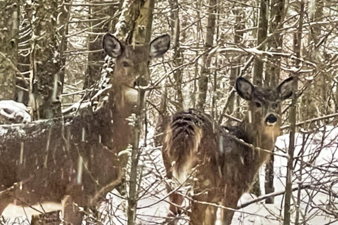 Photo of Others in Beaver Cove