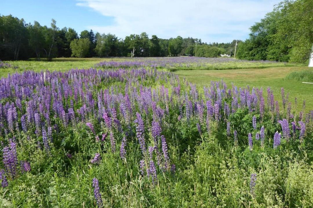 Photo of Outdoor in Lamoine