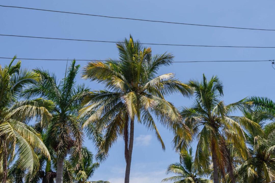 Photo of Others in Lomas de Mazatlan